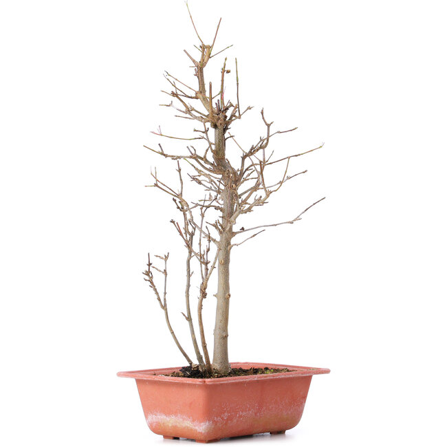 Acer buergerianum, 32,5 cm, ± 8 ans
