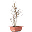 Acer buergerianum, 32,5 cm, ± 8 Jahre alt