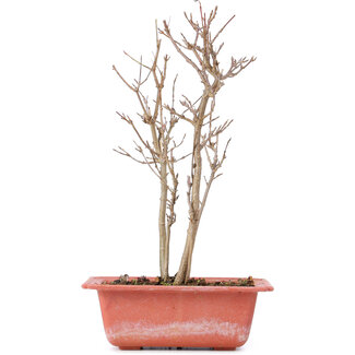 Acer buergerianum, 25 cm, ± 8 anni