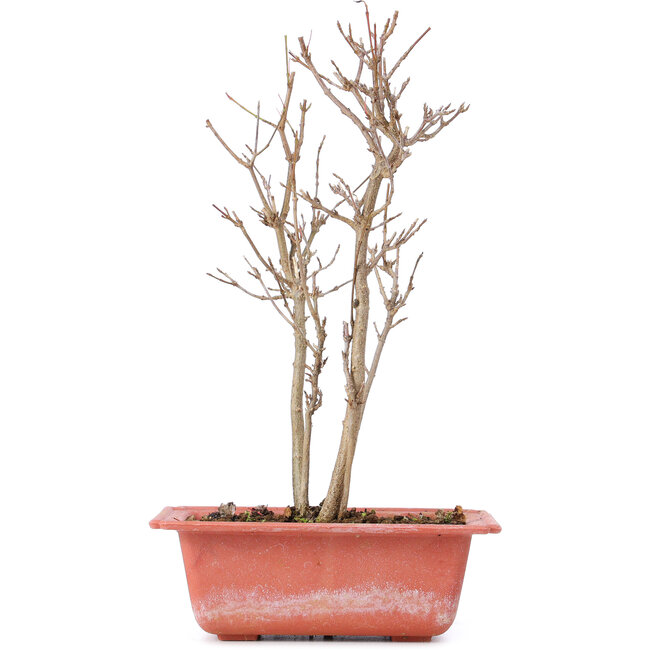Acer buergerianum, 25 cm, ± 8 jaar oud