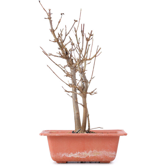 Acer buergerianum, 27 cm, ± 8 jaar oud