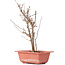 Acer buergerianum, 27 cm, ± 8 Jahre alt