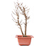 Acer buergerianum, 27 cm, ± 8 Jahre alt