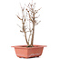 Acer buergerianum, 27 cm, ± 8 Jahre alt