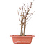 Acer buergerianum, 27 cm, ± 8 Jahre alt