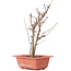 Acer buergerianum, 27 cm, ± 8 Jahre alt