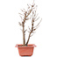 Acer buergerianum, 27 cm, ± 8 Jahre alt