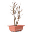 Acer buergerianum, 27 cm, ± 8 Jahre alt