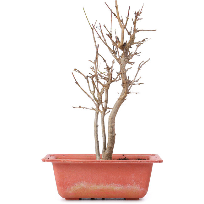 Acer buergerianum, 23 cm, ± 8 jaar oud