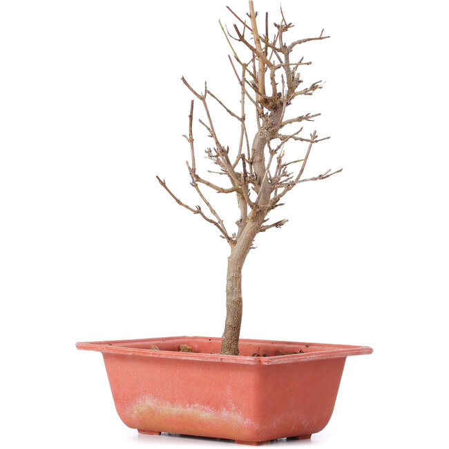 Acer buergerianum, 23 cm, ± 8 años