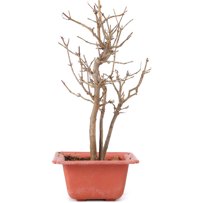 Acer buergerianum, 23 cm, ± 8 Jahre alt
