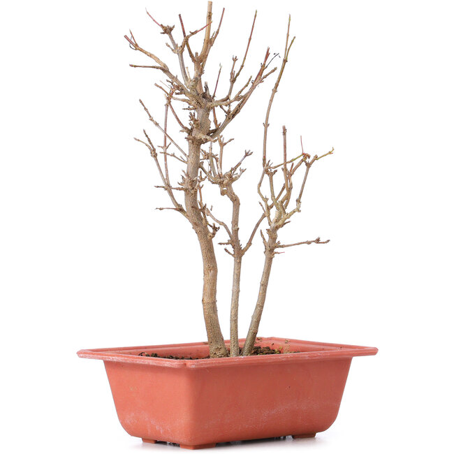 Acer buergerianum, 23 cm, ± 8 años