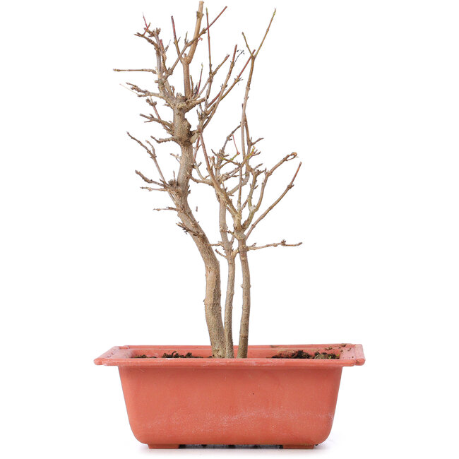 Acer buergerianum, 23 cm, ± 8 años