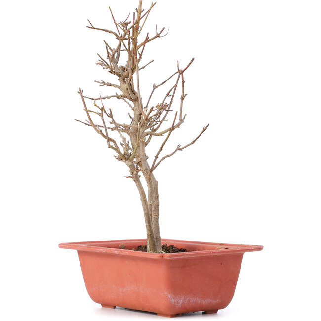 Acer buergerianum, 23 cm, ± 8 años