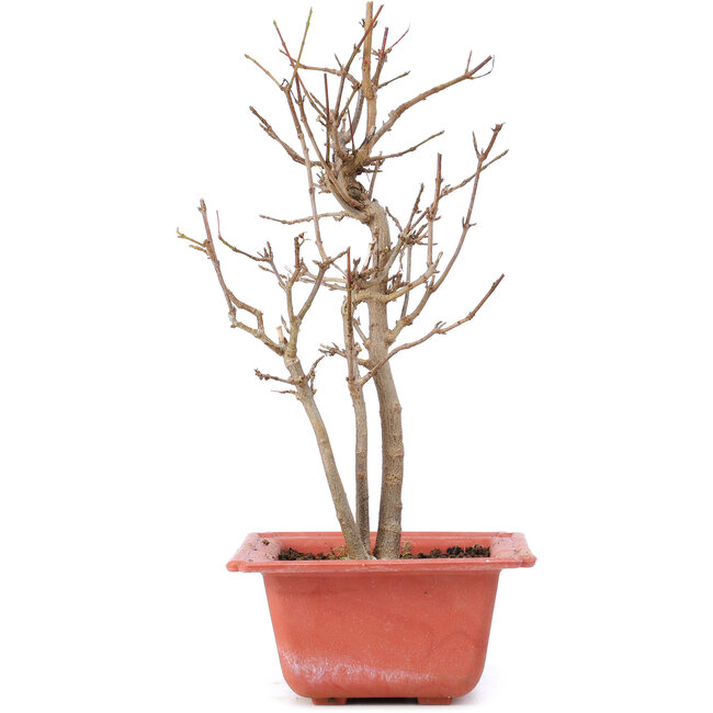 Acer buergerianum, 23 cm, ± 8 Jahre alt