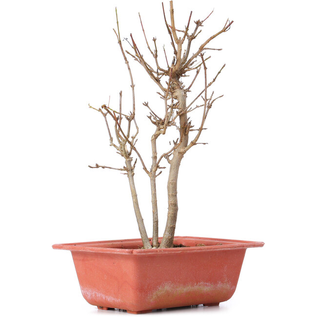 Acer buergerianum, 23 cm, ± 8 años