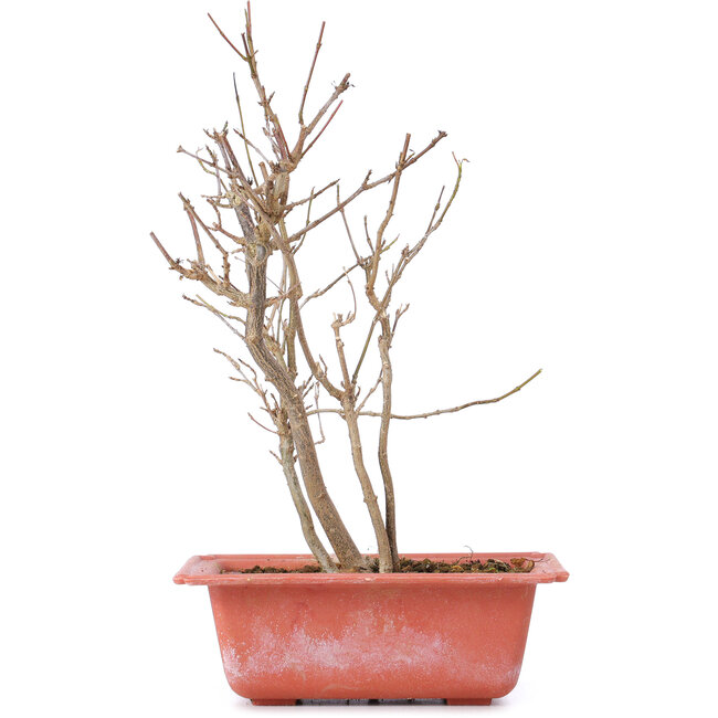 Acer buergerianum, 25 cm, ± 8 jaar oud