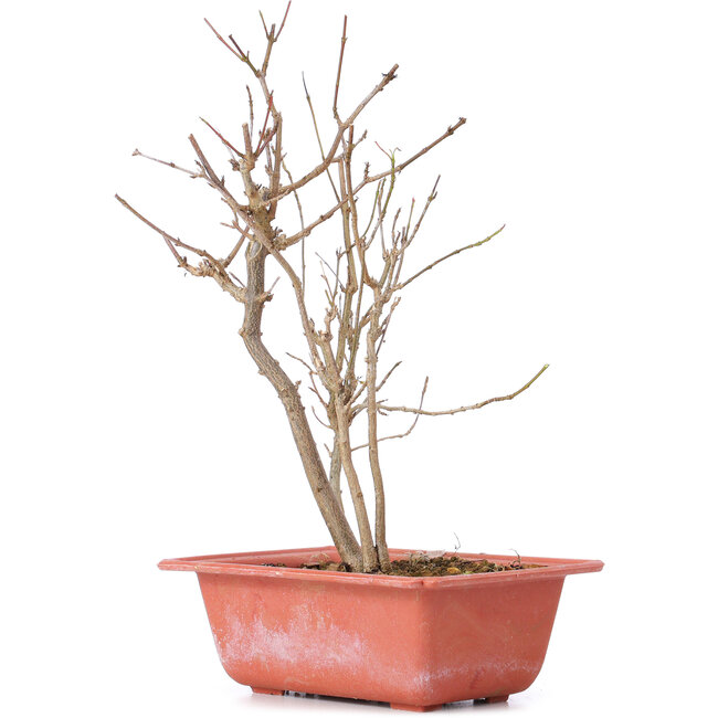 Acer buergerianum, 25 cm, ± 8 years old