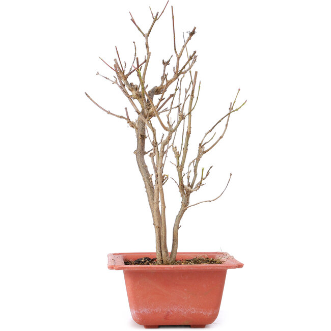 Acer buergerianum, 25 cm, ± 8 jaar oud