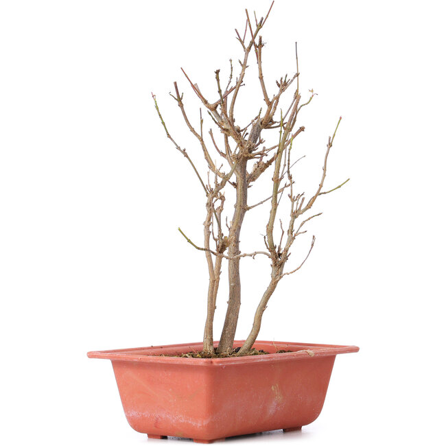 Acer buergerianum, 25 cm, ± 8 jaar oud