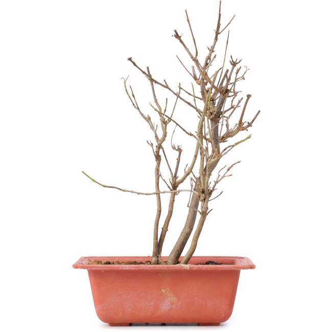 Acer buergerianum, 25 cm, ± 8 años