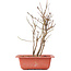 Acer buergerianum, 25 cm, ± 8 jaar oud