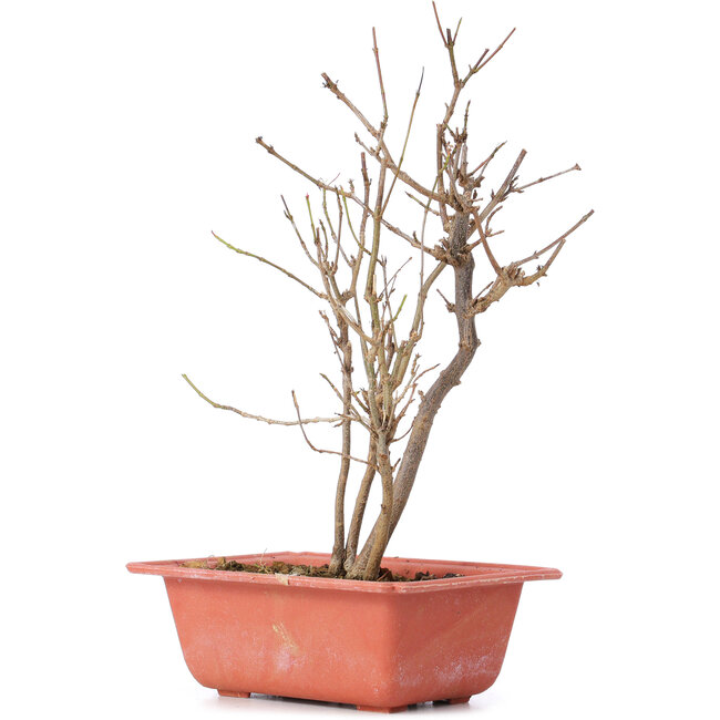 Acer buergerianum, 25 cm, ± 8 anni