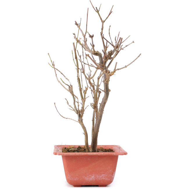 Acer buergerianum, 25 cm, ± 8 jaar oud