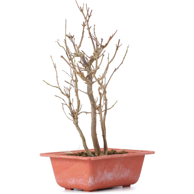 Acer buergerianum, 25 cm, ± 8 years old