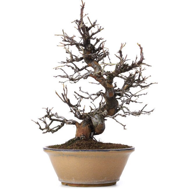 Pseudocydonia sinensis, 37 cm, ± 25 ans