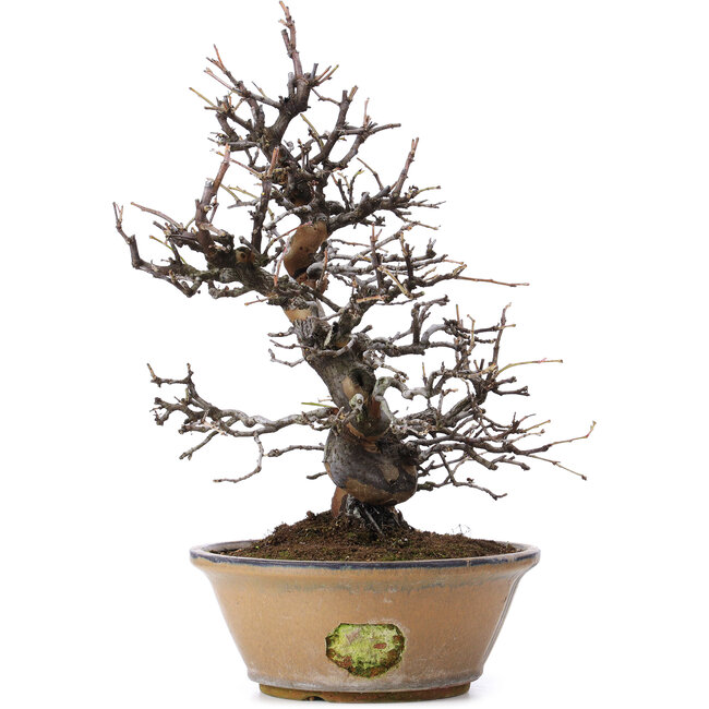 Pseudocydonia sinensis, 37 cm, ± 25 Jahre alt