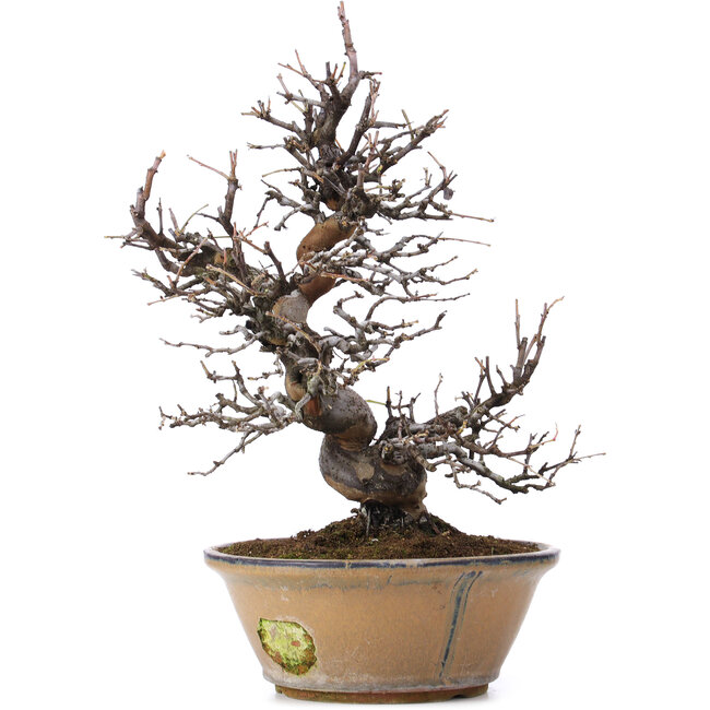 Pseudocydonia sinensis, 37 cm, ± 25 anni