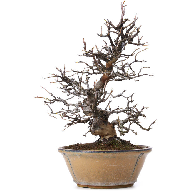 Pseudocydonia sinensis, 37 cm, ± 25 ans