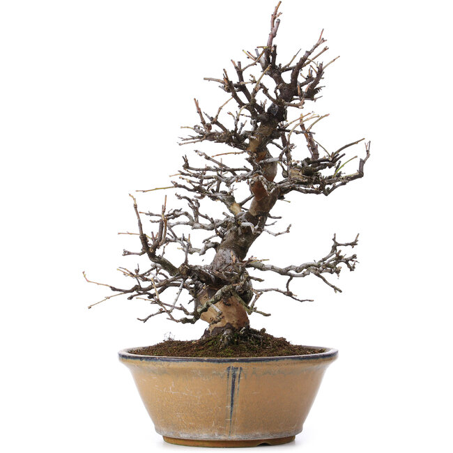 Pseudocydonia sinensis, 37 cm, ± 25 Jahre alt