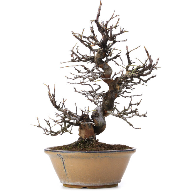 Pseudocydonia sinensis, 37 cm, ± 25 años