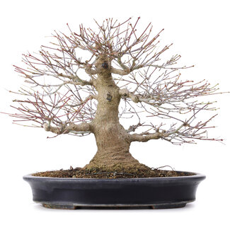  Reihou (Bonsai Matsushita Hiroyuki or Mr.MATSUSHITA Reiji    Master) Acer palmatum, 27,5 cm, ± 25 anni