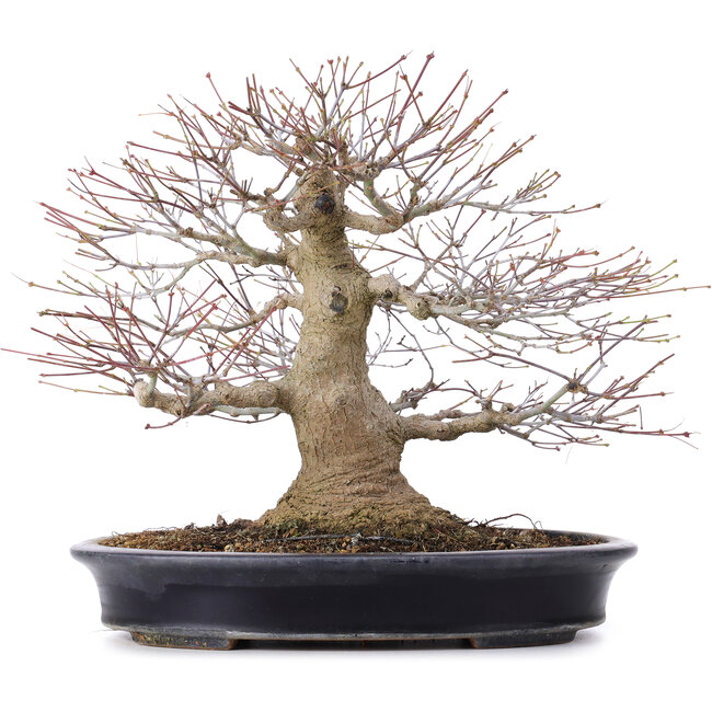 Acer palmatum, 27,5 cm, ± 25 jaar oud, in handgemaakte Japanse pot van Reihou