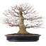 Acer palmatum, 27,5 cm, ± 25 años, en maceta japonesa hecha a mano por Reihou