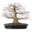 Acer palmatum, 27,5 cm, ± 25 years old, in a handmade Japanese pot by Reihou