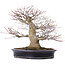 Acer palmatum, 27,5 cm, ± 25 años, en maceta japonesa hecha a mano por Reihou