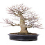 Acer palmatum, 27,5 cm, ± 25 jaar oud, in handgemaakte Japanse pot van Reihou
