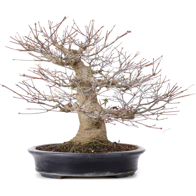 Acer palmatum, 27,5 cm, ± 25 ans, dans un pot japonais fait main par Reihou