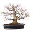 Acer palmatum, 27,5 cm, ± 25 anni, in vaso giapponese fatto a mano di Reihou