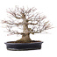 Acer palmatum, 27,5 cm, ± 25 años, en maceta japonesa hecha a mano por Reihou