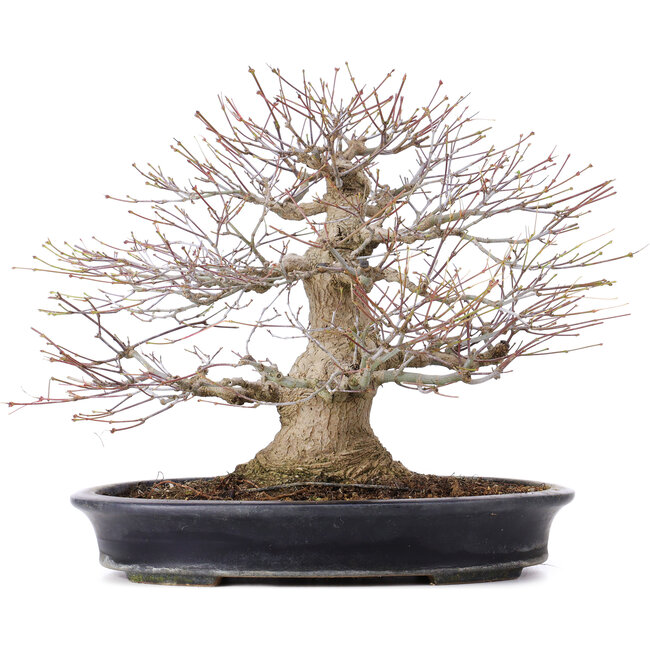 Acer palmatum, 27,5 cm, ± 25 anni, in vaso giapponese fatto a mano di Reihou