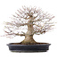 Acer palmatum, 27,5 cm, ± 25 jaar oud, in handgemaakte Japanse pot van Reihou