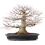 Acer palmatum, 27,5 cm, ± 25 years old, in a handmade Japanese pot by Reihou
