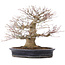 Acer palmatum, 27,5 cm, ± 25 años, en maceta japonesa hecha a mano por Reihou