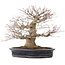 Acer palmatum, 27,5 cm, ± 25 years old, in a handmade Japanese pot by Reihou