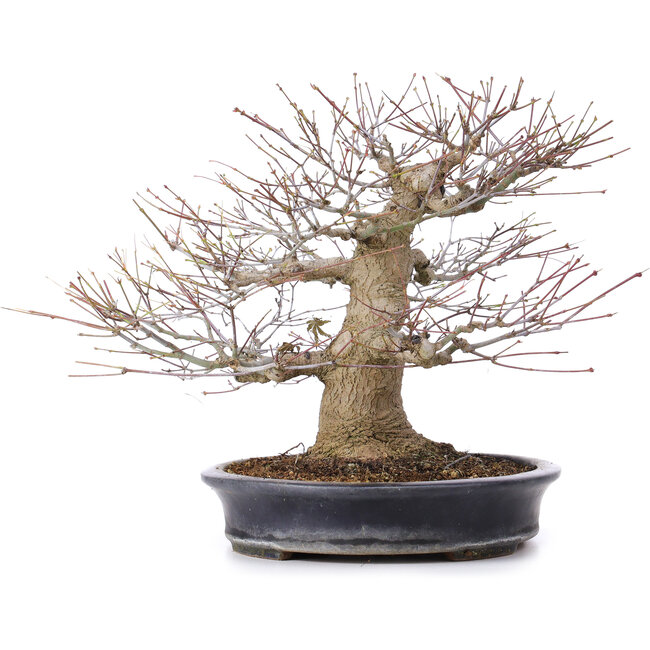 Acer palmatum, 27,5 cm, ± 25 años, en maceta japonesa hecha a mano por Reihou